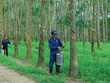 Quý I/2015, nhiều DN cao su tiếp tục ghi nhận sự sụt giảm mạnh về lợi nhuận