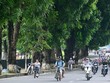 Phố Kim Mã sẽ có nhiều cây xanh bị chặt hạ để phục vụ xây dựng tuyến Metro số 3 đoạn Nhổn - Ga Hà Nội.