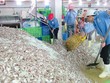 Doanh nghiệp chế biến thủy sản tại Thanh Hóa ‘đói’ nguyên liệu