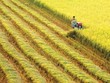 Thu hoạch lúa tại Đồng bằng sông Cửu Long. Ảnh: Lê Hoàng Vũ
