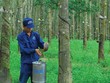 Cao su tự nhiên: Những nỗi đau thời giá giảm