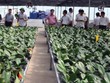 Dự án trồng hoa ly công nghệ cao tại huyện Hoành Bồ (Quảng Ninh). Ảnh: N.N