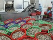 DN xuất khẩu tôm đang đứng trước nhiều thuận lợi khi giá tôm trên thế giới liên tục tăng  