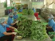 Sơ chế rau sạch tại HTX Nông nghiệp Phước An