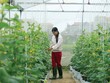 Doanh nghiệp đầu tư vào nông nghiệp công nghệ cao dễ chịu thiệt vì tình trạng "vàng thau lẫn lộn"