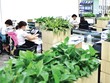 Văn phòng xanh ngoài mảng xanh, yếu tố quan trọng chính là sáng kiến vận hành văn phòng một cách tiết kiệm và hiệu quả. 