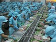 Doanh nghiệp thủy sản  dễ chịu tổn thương từ thị trường, nên tiềm ẩn rủi ro lớn
