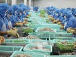 Tôm là sản phẩm chủ lực, đóng góp tới 46% kim ngạch xuất khẩu thủy sản của Việt Nam năm 2017