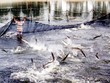 Thủy sản gặp khó khi giảm thị trường xuất khẩu