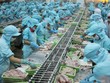 Hầu hết các doanh nghiệp thủy sản Việt Nam đều đang có kế hoạch đẩy mạnh xuất khẩu sang Trung Quốc