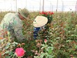 Giá hoa hồng đỏ tại vườn Đà Lạt hiện có giá cao kỷ lục, dao động 7.000-8.000 đồng mỗi bông. Ảnh: Anh Tiến.