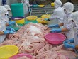Nửa đầu năm nay, Bỉ là thị trường xuất khẩu tăng trưởng khá ổn định của cá tra Việt Nam. 