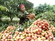 Thu hoạch vải thiều Thanh Hà, Hải Dương. (Ảnh: Vũ Sinh/TTXVN)