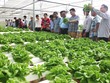 Mô hình sản xuất rau sạch ứng dụng công nghệ cao trên địa bàn TP. Đà Nẵng.
