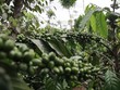 Cà phê Việt cần tăng cường chất lượng để đáp ứng yêu cầu của người tiêu dùng EU. Ảnh: L.S