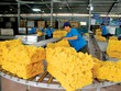 Theo Hiệp hội Các quốc gia sản xuất cao su thiên nhiên, năm 2020, thế giới sẽ chỉ tiêu thụ 12,84 triệu tấn cao su, giảm so với dự báo 13 triệu tấn đưa ra hồi tháng 4.