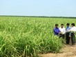 TTC Sugar chia sẻ kinh nghiệm với người dân trồng mía
