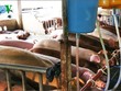 Hàng trăm con heo bị tiêm thuốc an thần và bơm nước trước khi giết mổ