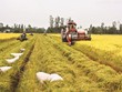 Giá lúa đồng bằng sông Cửu Long giảm mạnh