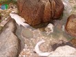 Cá chết trôi dạt vào bờ đá