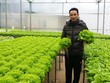 Cựu cán bộ ngân hàng hiện dồn hết tâm huyết cho mô hình rau sạch.