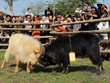 Độc đáo hội chọi dê, thắng thua không vào lò mổ ở Hà Nội