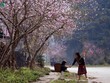 Ngẩn ngơ trước cảnh đào muộn bung nở ở Hà Giang