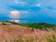 Đồi cỏ lau thơ mộng gây 'sốt' ở đảo Bình Ba