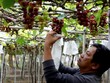 Người trồng nho Ninh Thuận năm nay được giá nhưng mất mùa do ảnh hưởng của thời tiết. Ảnh: Huỳnh Hải.