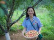 Khách hái đào chín, dâu tây đỏ tại vườn ở Sa Pa