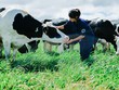 F&N Dairy Investment mòn mỏi đăng ký mua cổ phiếu VNM