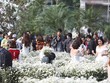 Người Hà Nội chen chân chụp ảnh trong vườn cúc hoạ mi