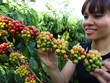 Nescafé Plan gắn kết với nông dân vì chất lượng cà phê Việt