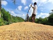 Giá gạo thế giới được dự báo tiếp tục duy trì ở mức cao