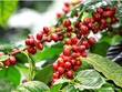Giá cà phê dự báo tăng nhờ nhu cầu từ thị trường Trung Quốc