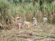 Giá mía đường tiếp tục giảm 500-1.000 đồng/kg