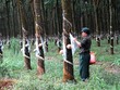BSC: Cổ phiếu cao su sẽ tăng mạnh trong quý IV/2016