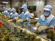 Chế biến nông sản xuất khẩu. (Ảnh: Vũ Sinh/TTXVN)