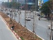 Hà Nội trồng hàng trăm cây phong lá đỏ trên phố