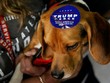 Một con chó được dán tem ủng hộ ông Donald Trump trong chiến dịch tranh cử tổng thống. Ảnh: Reuters.