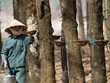 Giá mủ cao sụt giảm mạnh, đẩy nhiều công ty trồng và khai thác  cao su thiên nhiên vào khó khăn.