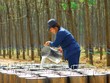 Giá cao su tăng, doanh nghiệp cao su khấp khởi mừng