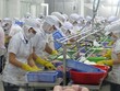 Chế biến thủy sản xuất khẩu tại Khu Công nghiệp Mỹ Tho. (Ảnh: Minh Trí/TTXVN).