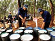 Doanh nghiệp cao su vượt khó