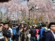 Du khách ngắm hoa anh đào nở rộ tại Tokyo, Nhật Bản, ngày 27/3/2019. Ảnh: AFP/TTXVN.