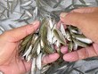 Cá linh non được đánh bắt khi lũ về. Ảnh: PT/Báo An Giang.