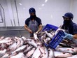Chế biến cá tra xuất khẩu tại nhà máy của Công ty XNK thủy sản Cửu Long An Giang. (Ảnh: TTXVN).