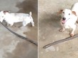 Chó cắn cổ rắn tha về nhà chủ