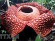 Bông hoa Rafflesia tuan-mudae nở rộ tại Agam, tỉnh Tây Sumatra, Indonesia. (Ảnh: AFP/TTXVN)