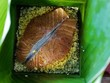 Bánh chưng cá hồi. Ảnh: Ngọc Thành. 